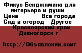 Фикус Бенджамина для интерьера и души › Цена ­ 2 900 - Все города Сад и огород » Другое   . Красноярский край,Дивногорск г.